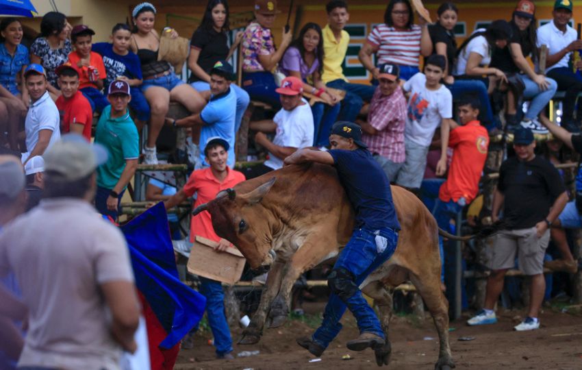 Una persona se monta sobre un bovino durante una corrida de toros del Festival Nacional de la Mejorana. Foto: EFE