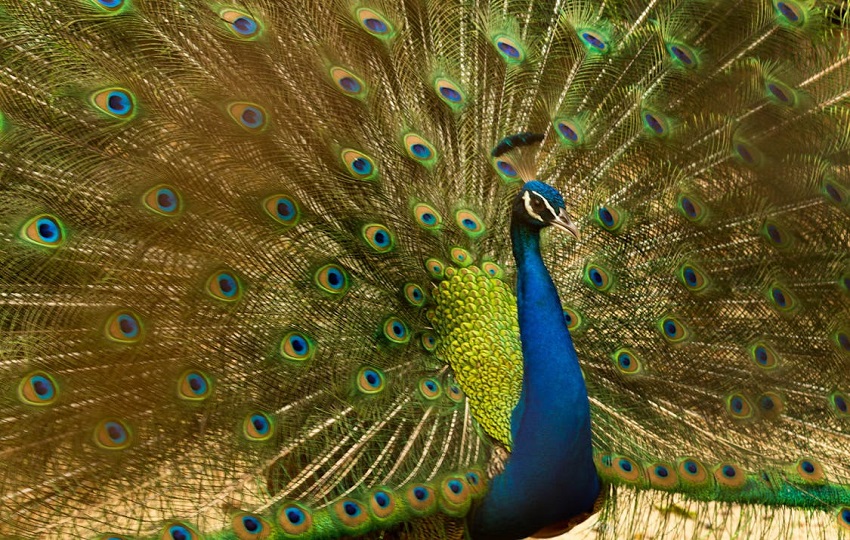  En Florida los pavos reales se consideran animales no nativos. Foto: Pexels