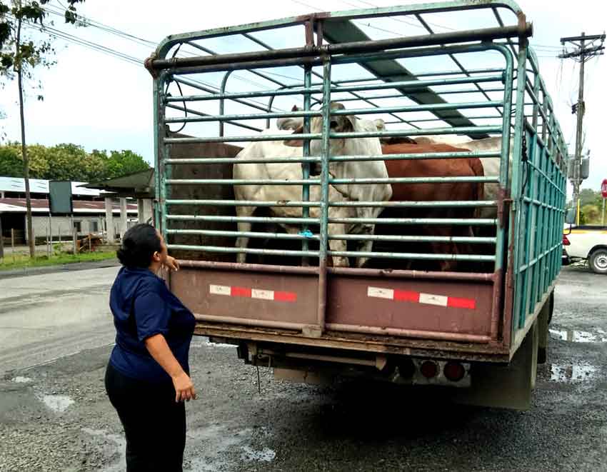 mida-reses-salud-animal.jpg