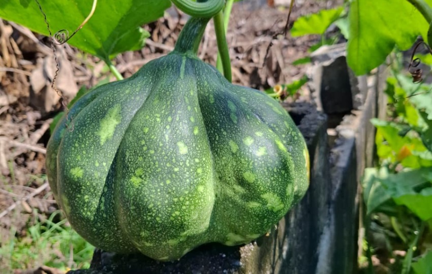Culinariamente el zapallo se clasifica como un vegetal. Foto: Belys Toribio
