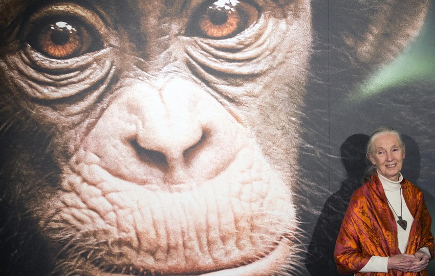 Jane Goodall  en una foto de archivo de 2013. Foto: EFE