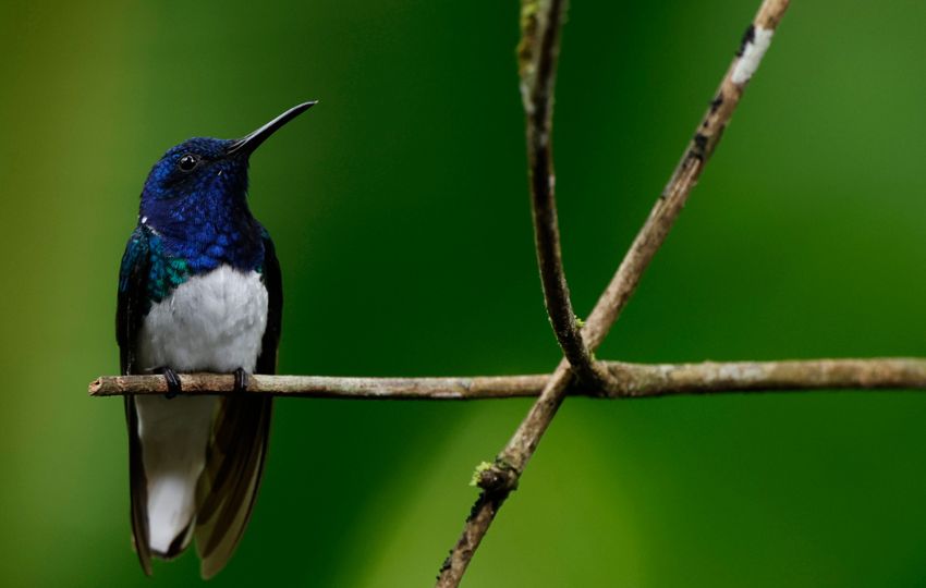 Centroamérica es una región con una biodiversidad asombrosamente diversa. Foto: EFE