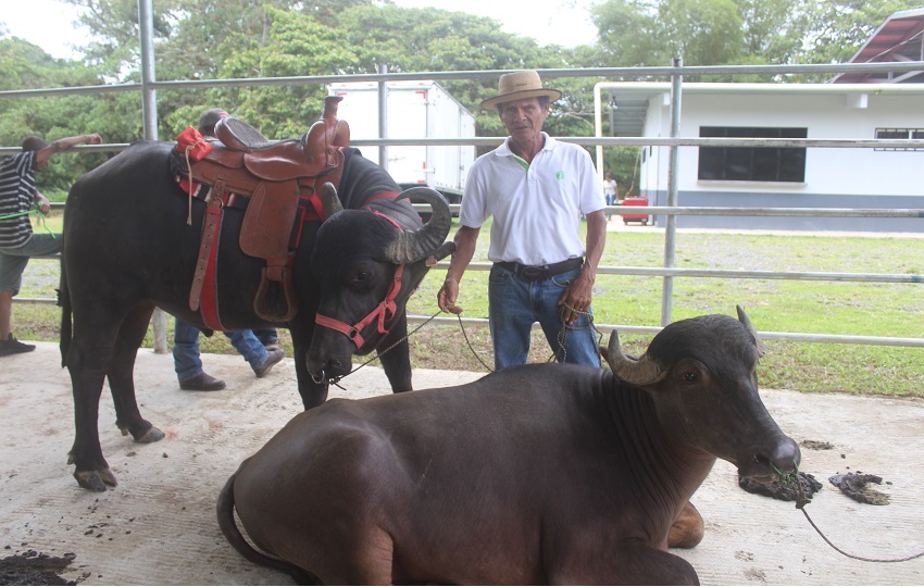 Los interesados pueden visitar fincas agroturísticas para que puedan convivir  con el campesino y tener esa experiencia. Foto. Diómedes Sánchez