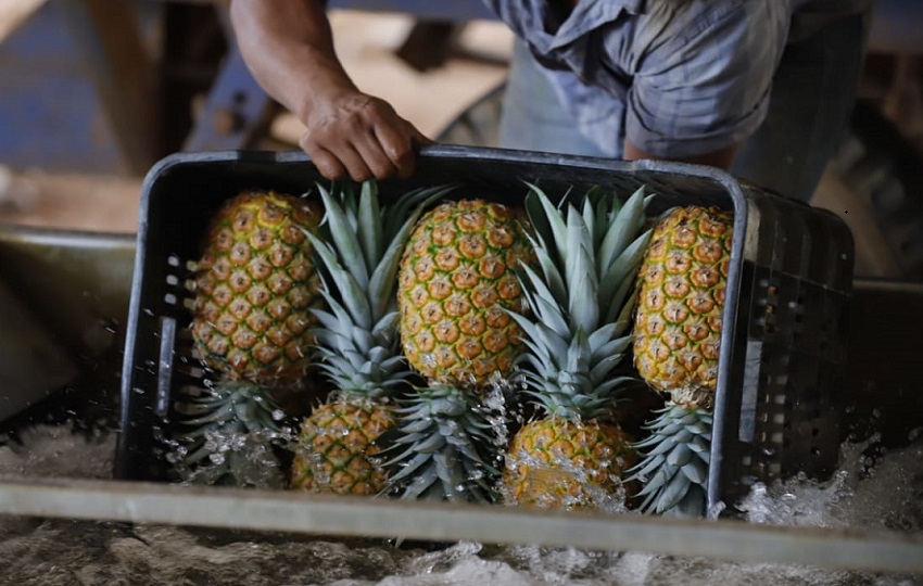 Las frutas representan un 12.8% de los productos exportados. Foto: Mici Las frutas representan un 12.8% de los productos exportados. Foto: Mici
