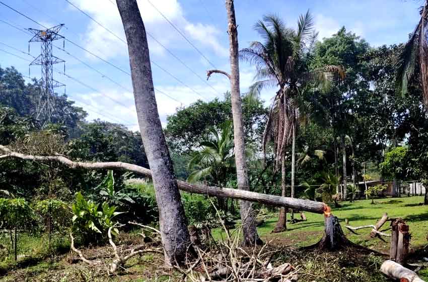 Árbol talado sobre la línea eléctrica. Foto EFE