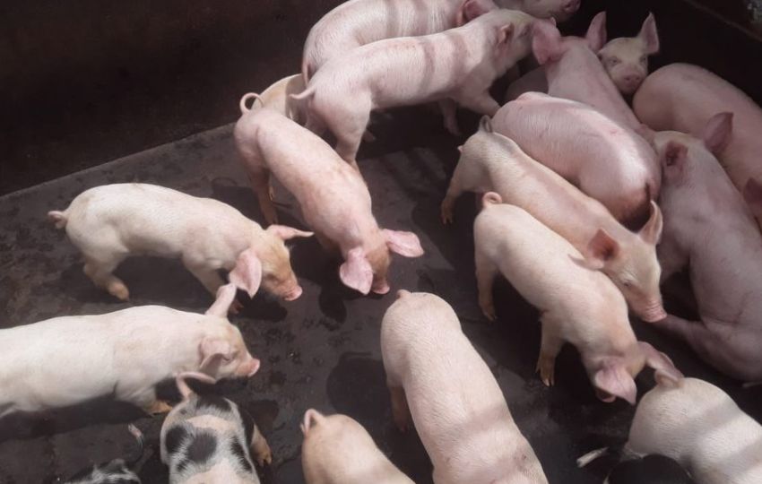 Se busca fomentar una porcicultura moderna. Foto: Cortesía