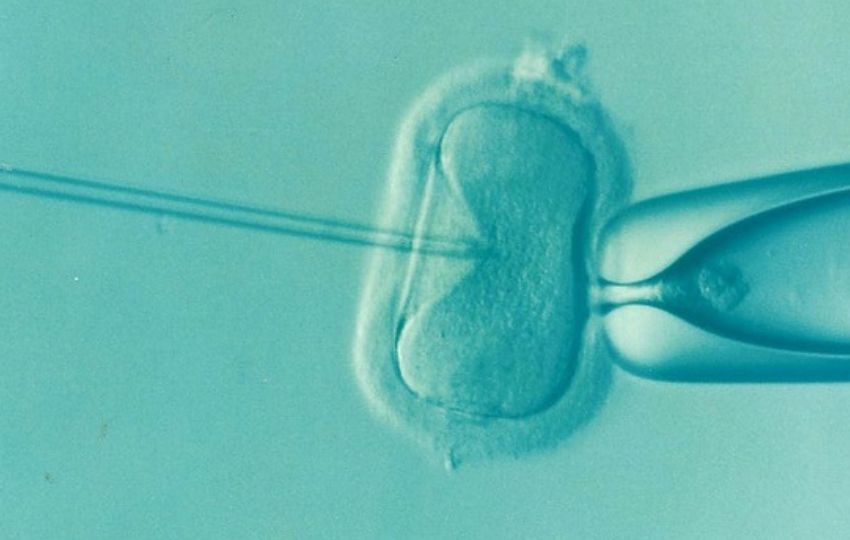 Óvulos o espermatozoides están en paradero desconocido. Foto: Pixabay