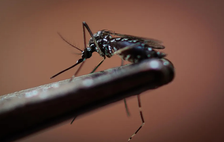 La mayoría de los casos se registran en personas de entre los 10 y 49 años. Foto: EFE La mayoría de los casos se registran en personas de entre los 10 y 49 años. Foto: EFE