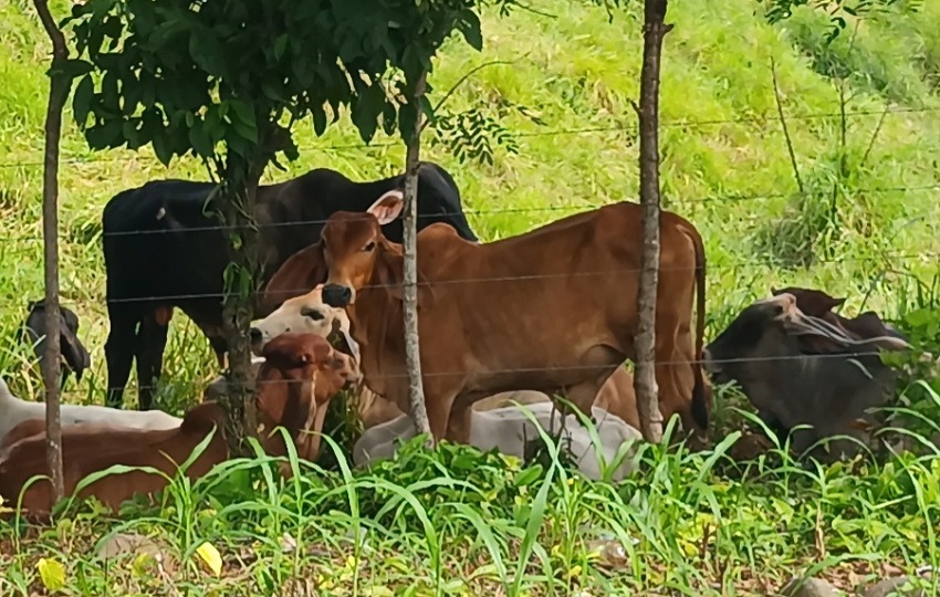 Entre las modalidades detectadas se encuentra el uso de vehículos equipados con dobles tinas refrigeradas, una estrategia que les permite movilizar el producto ilícito sin levantar sospechas en los puntos de control. Foto. Melquíades Vásquez