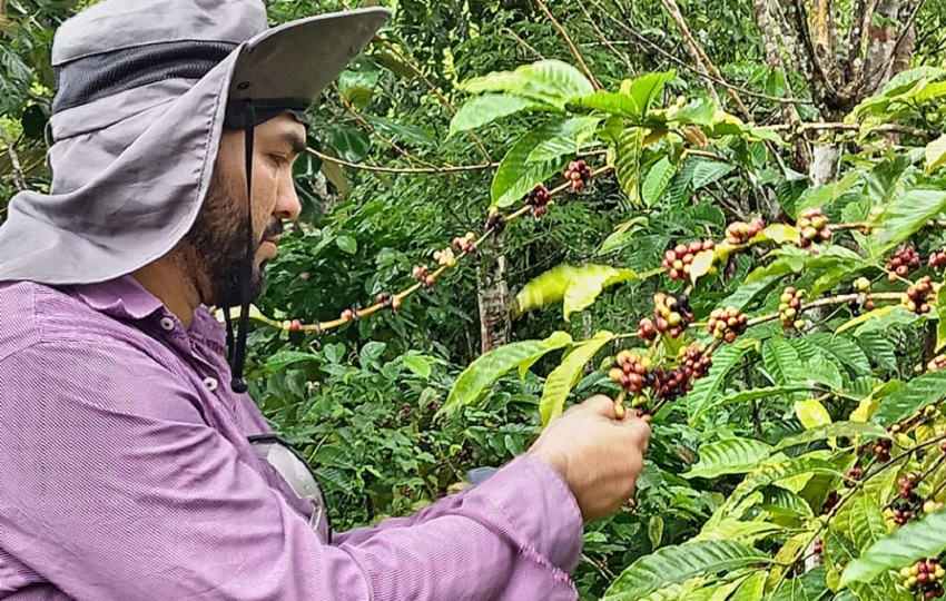 La jornada de campo incluyo un conversatorio sobre el manejo del café, enfermedades, poda, entre otros. Foto: Diomedez Díaz