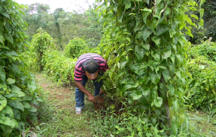 A través de modelos de bioeconomía sostenible se busca además reducir las pérdidas postcosechas. Eric Montenegro A través de modelos de bioeconomía sostenible se busca además reducir las pérdidas postcosechas. Eric Montenegro
