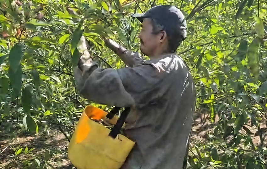 El cultivo del guandú toma alrededor de seis meses. Foto: Thays Domínguez El cultivo del guandú toma alrededor de seis meses. Foto: Thays Domínguez