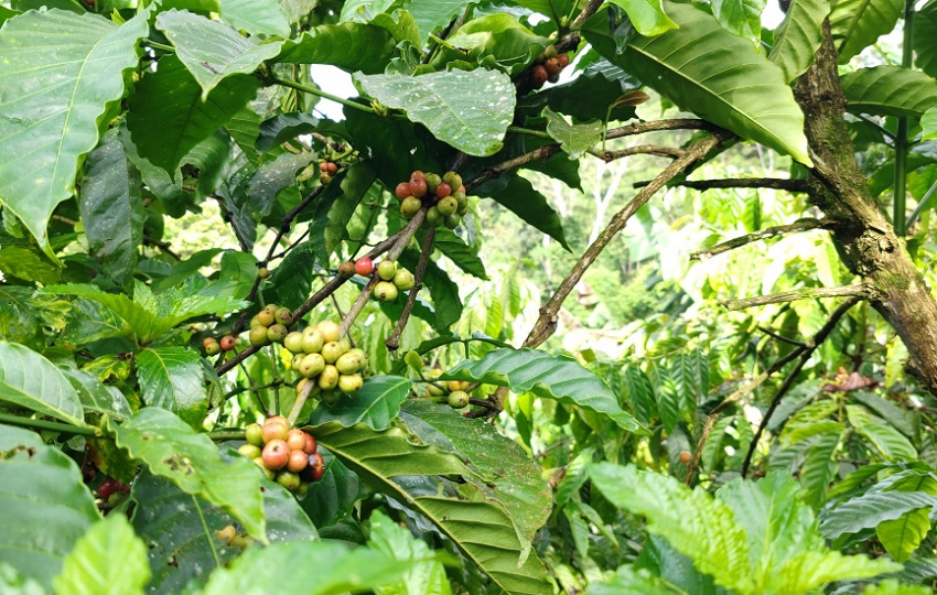 Los ensayos se realizarán en diferentes ambientes dentro del país. Foto: Eric Montenegro Los ensayos se realizarán en diferentes ambientes dentro del país. Foto: Eric Montenegro