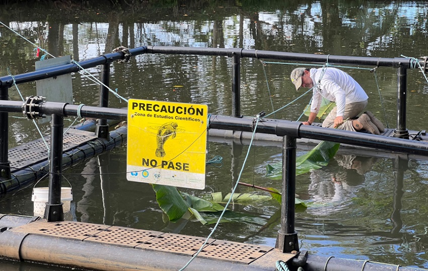 Científico del Smithsonian Héctor Guzmán donde se le observa trabajando en un recinto flotante donde se alojan manatíes para su estudio. EFE Científico del Smithsonian Héctor Guzmán donde se le observa trabajando en un recinto flotante donde se alojan manatíes para su estudio. EFE