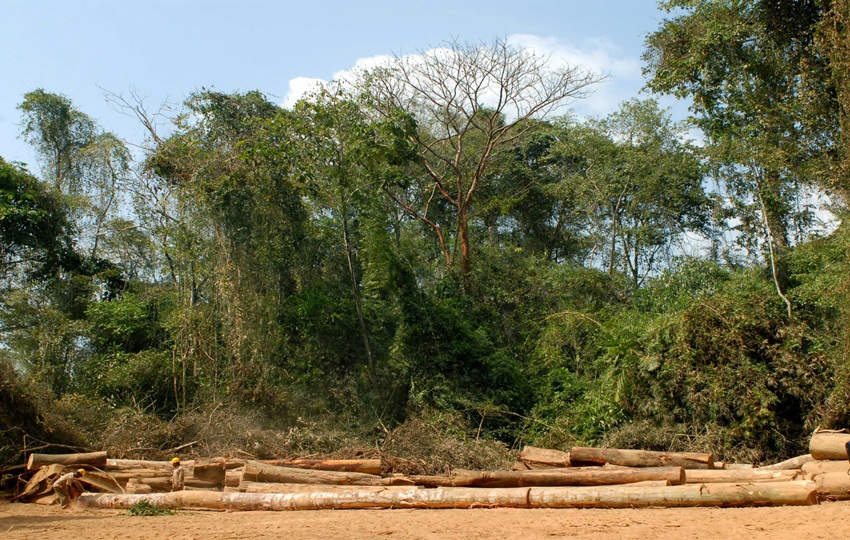 La producción de pulpa de madera subió un 3 %, hasta los 189 millones de toneladas, impulsada por China y varios países sudamericanos. Foto: EFE