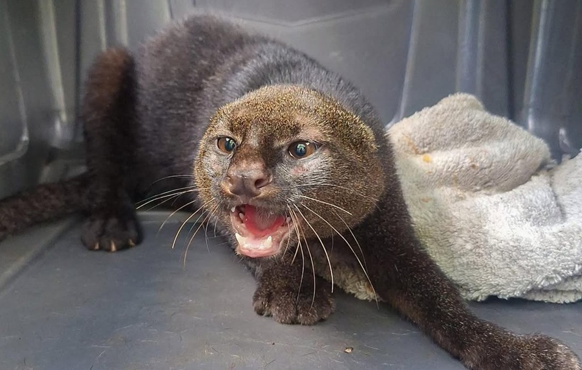 El jaguarundi, de pequeña cabeza y larga cola, que no tiene manchas ni tampoco rayas. Foto: Cortesía