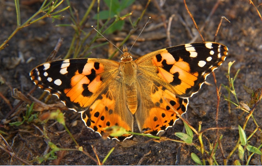 El grupo de investigadores recorrió el continente africano en busca de la mariposa cardera. EFE