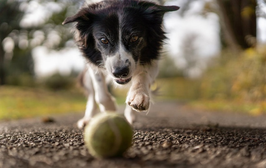 Solo un grupo de perros muy reducido ha demostrado la capacidad de aprender nombres de objetos. Foto: Pexels Solo un grupo de perros muy reducido ha demostrado la capacidad de aprender nombres de objetos. Foto: Pexels