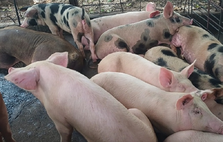 El dirigente de los productores porcinos, Juan Manuel Guevara, explicó que a los productores se les “exprime” económicamente, al responsabilizarlos de supuestos daños ambientales. Foto. Ilustrativa