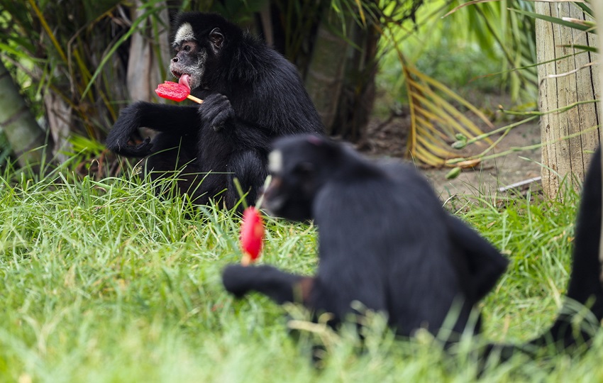 Monos comiendo helado este martes, en el BioParque de Río de Janeiro (Brasil). EFE/ Antonio Lacerda