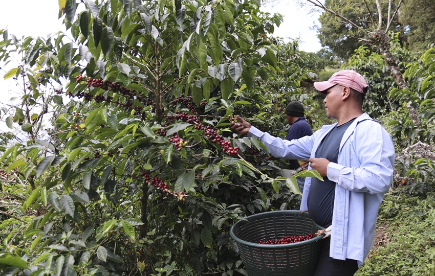Cerca de 10.000 personas migran cada año al distrito de Renacimiento para cosechar el café. Foto: EFE