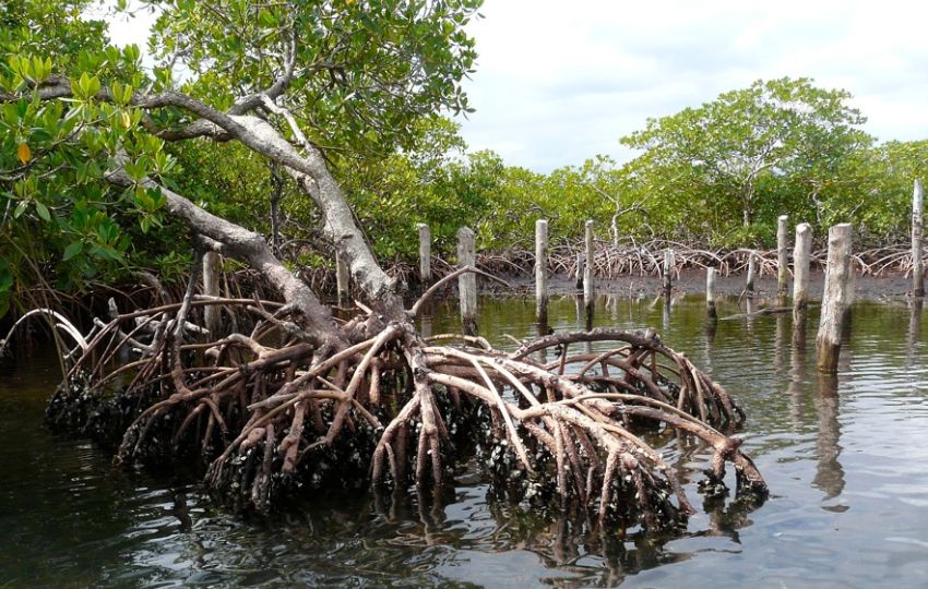 Un manglar junto a sus raíces en Bocas del Toro (Panamá). Foto: EFE