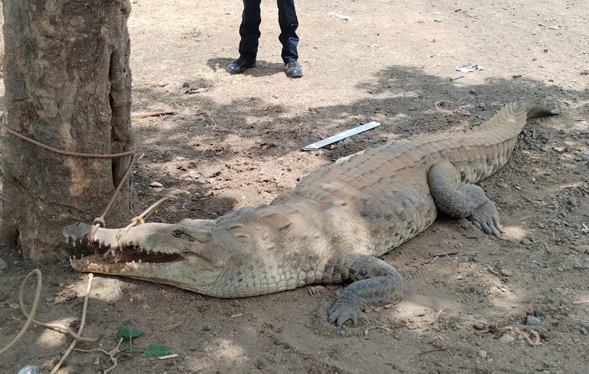 La reducción de su hábitat incide en aumento de avistamientos. Foto: Cortesía La reducción de su hábitat incide en aumento de avistamientos. Foto: Cortesía