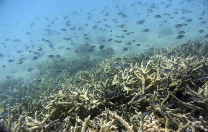  Peces tropicales nadan entre la gran barrera de coral en la isla de Keppel (Australia). EFE