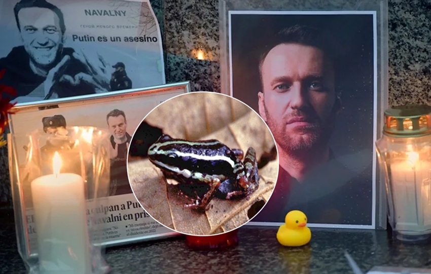 Navalni murió por causas naturales en prisión en febrero de 2024 Navalni murió por causas naturales en prisión en febrero de 2024