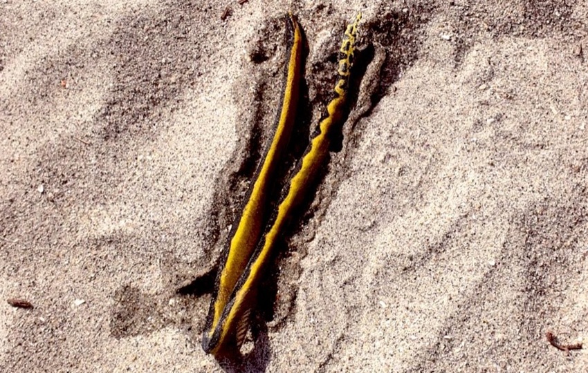 »La serpiente marina de vientre amarillo se ha visto por estos días en las playas del Pacífico. Foto: Sinaproc »La serpiente marina de vientre amarillo se ha visto por estos días en las playas del Pacífico. Foto: Sinaproc
