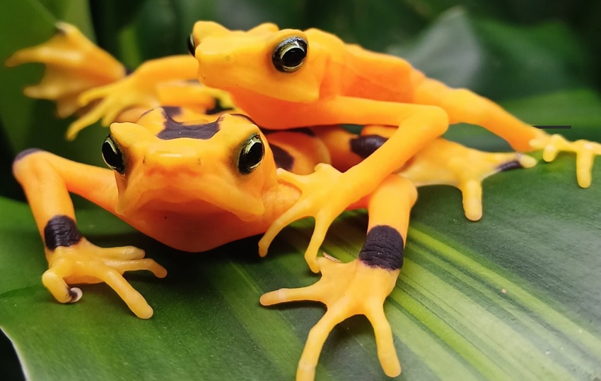 La rana dorada es una especie emblemática de Panamá. Foto: Cortesía