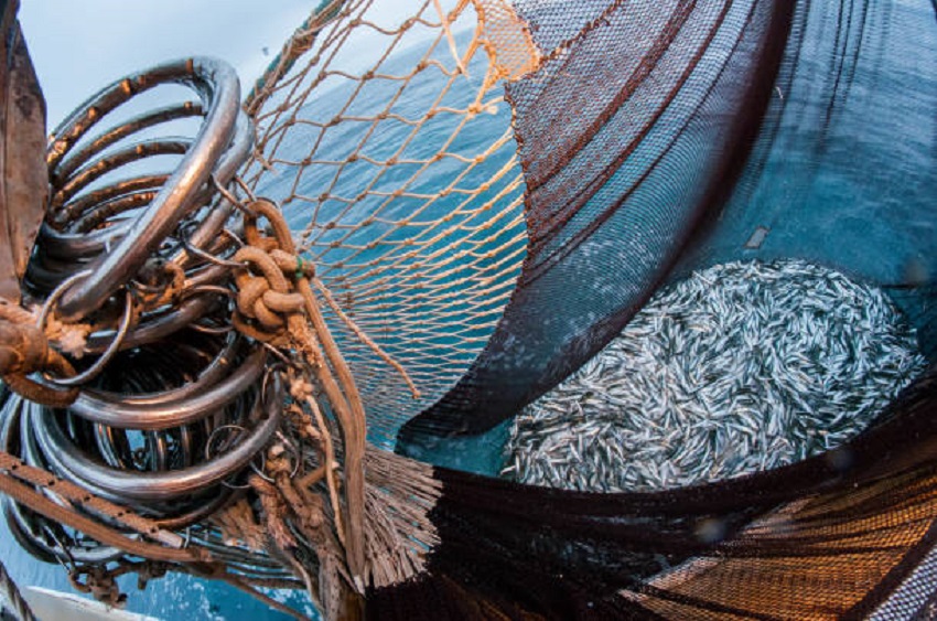 Se observa una recuperación del sector pesquero, como oferta exportable, destaca el CNC. Foto ilustrativa