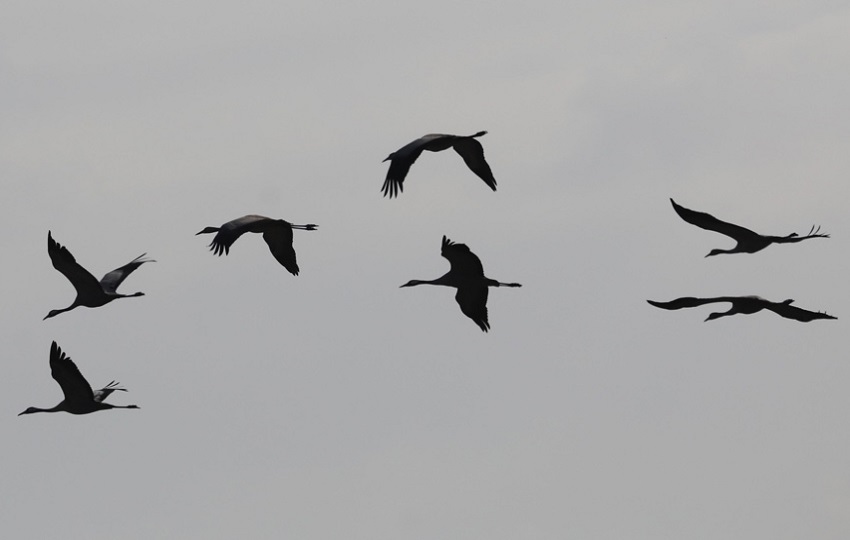 Restricciones para movimientos de aves. Foto: Archivo/EFE Restricciones para movimientos de aves. Foto: Archivo/EFE