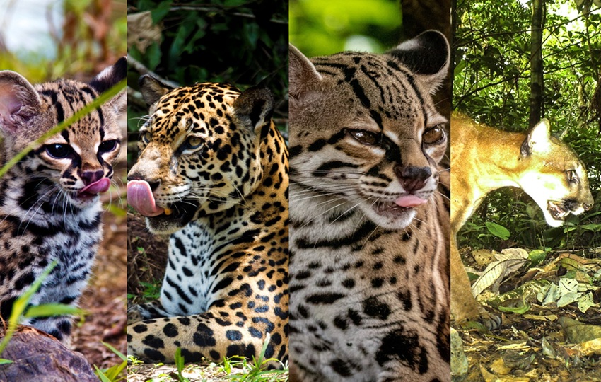 Panamá avanza en una agenda integral para la conservación de los felinos silvestres. Foto: Mi Ambiente