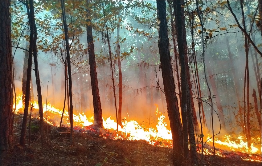 El incendió comenzó el pasado 13 de marzo en el distrito de Calobre, y desde entonces las brigadas han trabajado para contener las llamas. Foto. MiAmbiente