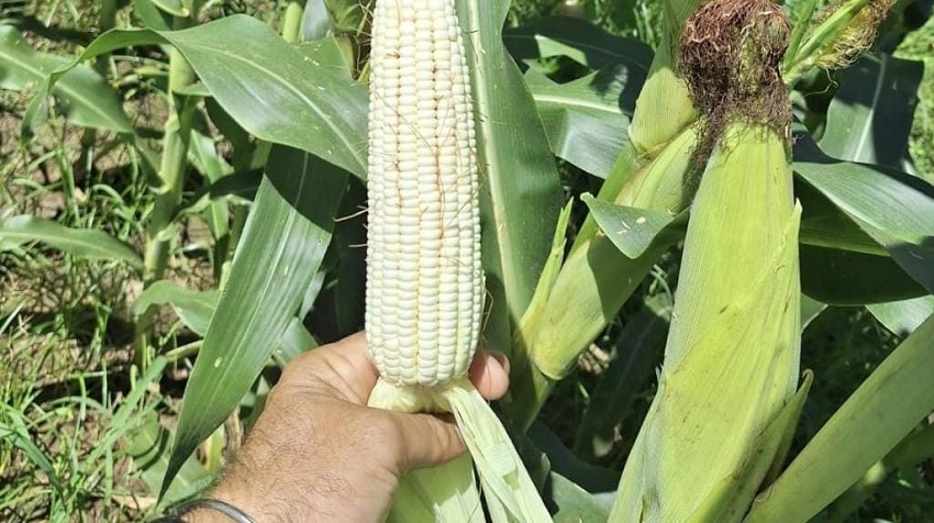 Los plaguicidas son acompañantes de los productores en el manejo de los cultivos. Foto: Cortesía