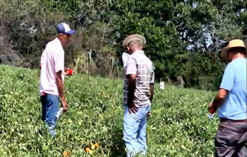 Está en riesgo la continuidad de la cosecha. Foto: Thays Domínguez Está en riesgo la continuidad de la cosecha. Foto: Thays Domínguez