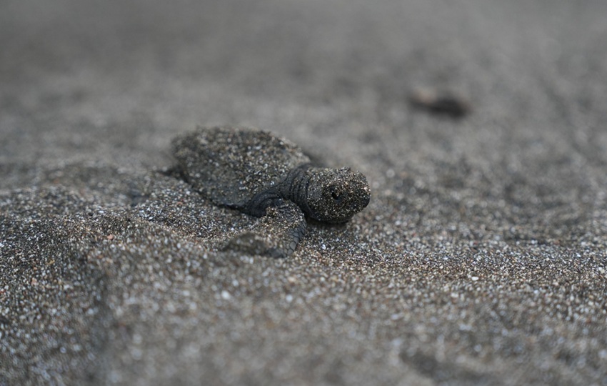 Este plan que busca proteger a todas las tortugas marinas que llegan a Panamá. Foto: Cortesía