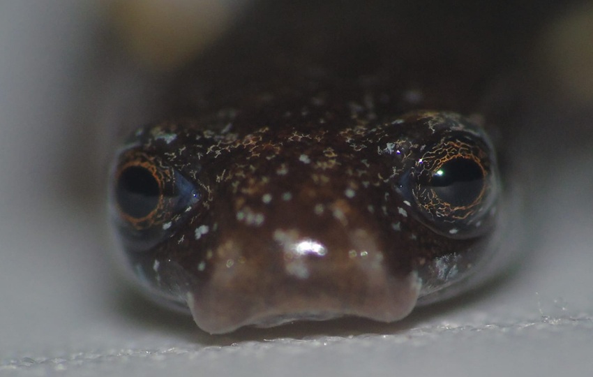 La salamandra Oedipina berlini es una especie de pequeño tamaño. Foto: Cortesía