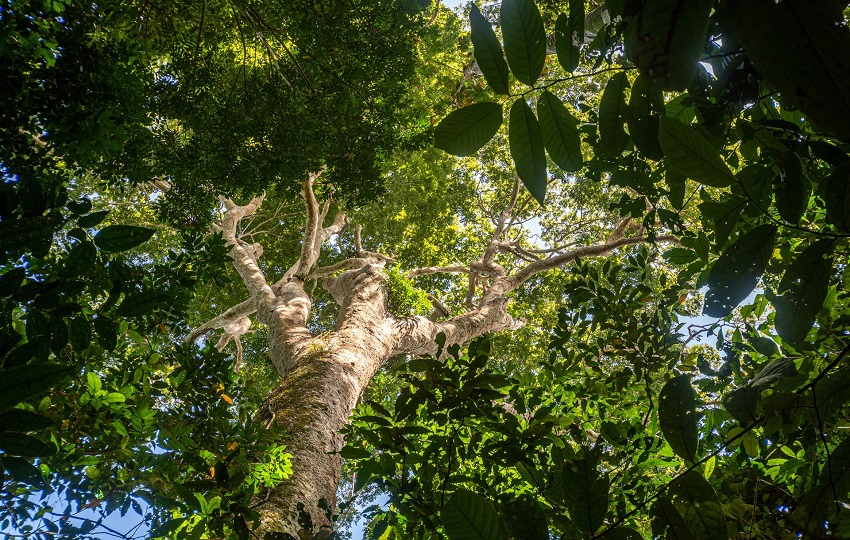 Interacciones positivas son más habituales en los bosques tropicales. Foto: Cortesía