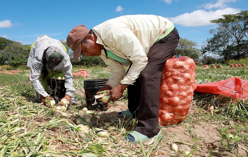 La cosecha de cebolla en Natá inició con buen ritmo con el fin de abastecer al mercado del producto nacional. Foto: Cortesía