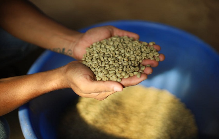 Panamá es un productor pequeño en comparación con sus vecinos. Foto: Pexels