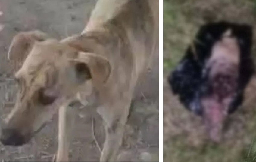 El caso de ‘Ferchita’ ha generado indignación. 