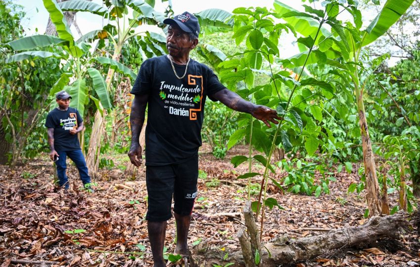 Dionisio García ha dedicado siete años al cultivo del café. Foto: Cortesía