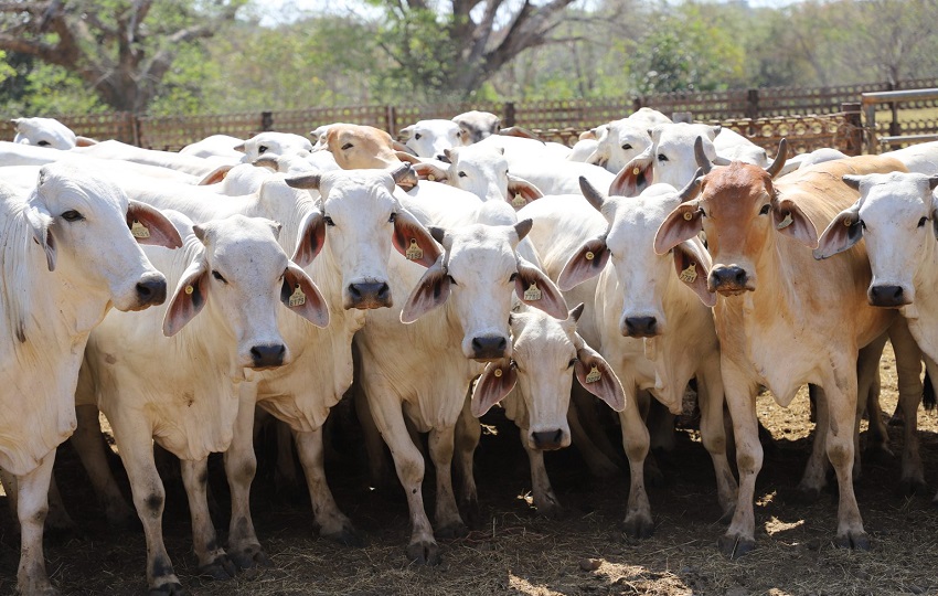 La permanencia de Panamá como país de riesgo insignificante frente a la EEB representa una ventaja estratégica para el sector agropecuario nacional. La permanencia de Panamá como país de riesgo insignificante frente a la EEB representa una ventaja estratégica para el sector agropecuario nacional.