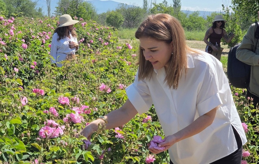 Gulsah Gurkan muestra cómo se recolecta una rosa. Gulsah Gurkan muestra cómo se recolecta una rosa.