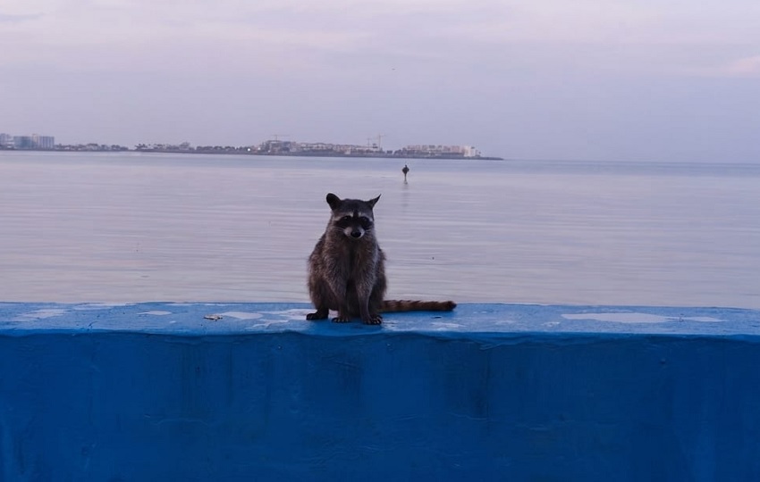 Mapaches ubicados en la Cinta Costera y Amador no deben ser alimentados, exhorto Mi Ambiente. Foto: Maryori Sánchez Mapaches ubicados en la Cinta Costera y Amador no deben ser alimentados, exhorto Mi Ambiente. Foto: Maryori Sánchez