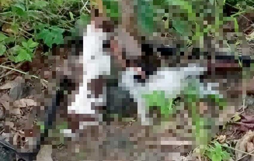 cachorros_1.jpg cachorros_1.jpg