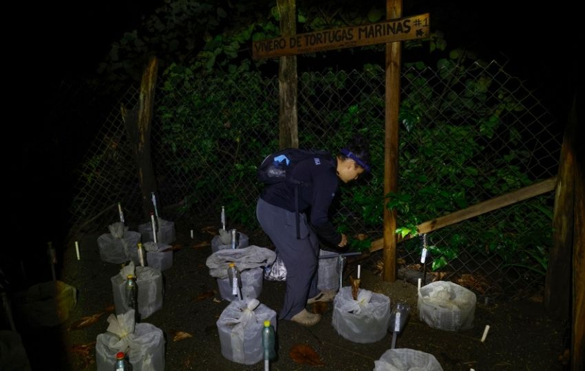 La bióloga de la Fundación Agua y Tierra Cary Rodríguez trabajando con huevos de tortuga Lora. Foto: EFE La bióloga de la Fundación Agua y Tierra Cary Rodríguez trabajando con huevos de tortuga Lora. Foto: EFE