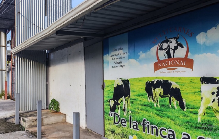 A raíz de este cierre los ganaderos se han visto obligados a trasladar sus reses hacia mataderos ubicados en la provincia de Coclé. Foto. Eric Montenegro